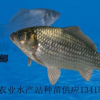 豐產鯽、豐產鯽魚苗