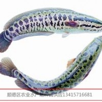 供應生魚烏子，生魚苗，黑魚烏子，黑魚苗，烏魚苗