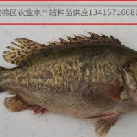 供應桂魚苗、鱖魚、桂花魚苗