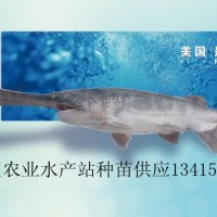 供應匙吻鱘、鴨嘴魚苗、鴨嘴魚