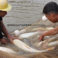 供應黃金鮑肉鯇成品魚