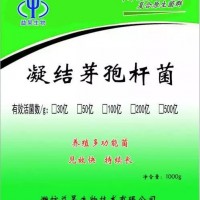 養殖用100億凝結芽孢桿菌飼料添加劑 益昊生物