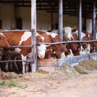 山東大型肉牛養殖場肉牛養殖供求基地梁山縣大量出欄肉牛